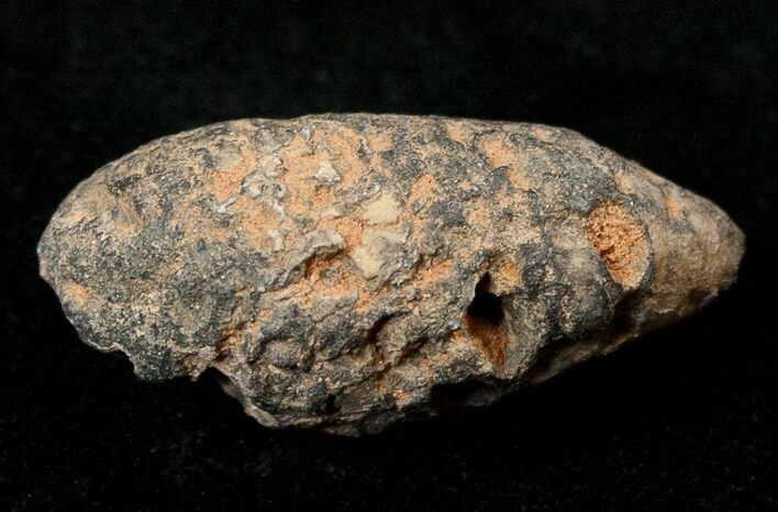 Agatized Fossil Pine (Seed) Cone From Morocco #17476